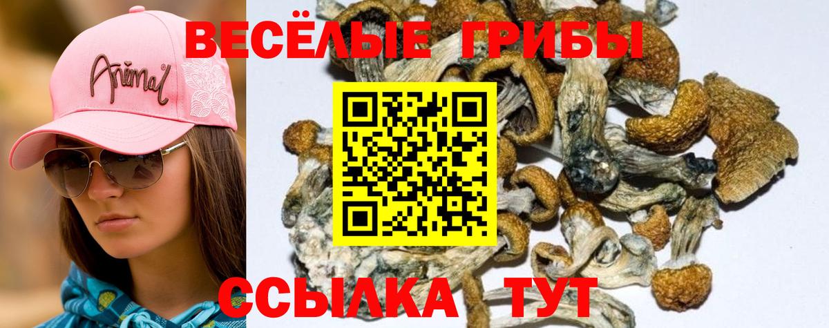 Псилоцибиновые грибы прущие грибы  Сертолово 