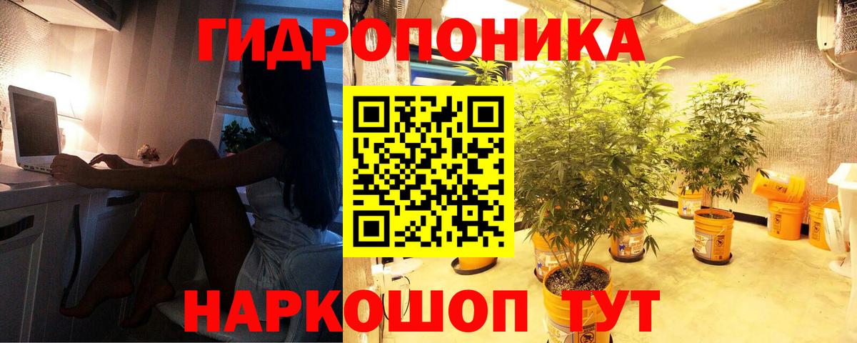 Конопля LSD WEED  Сертолово  Бошки марихуана сатива 